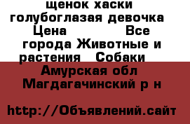 щенок хаски  голубоглазая девочка › Цена ­ 12 000 - Все города Животные и растения » Собаки   . Амурская обл.,Магдагачинский р-н